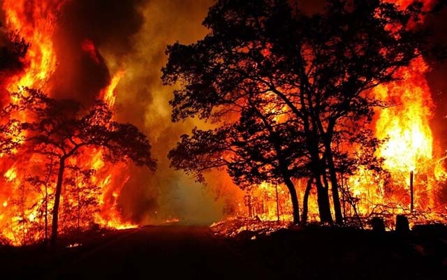Hiện tượng cháy rừng
